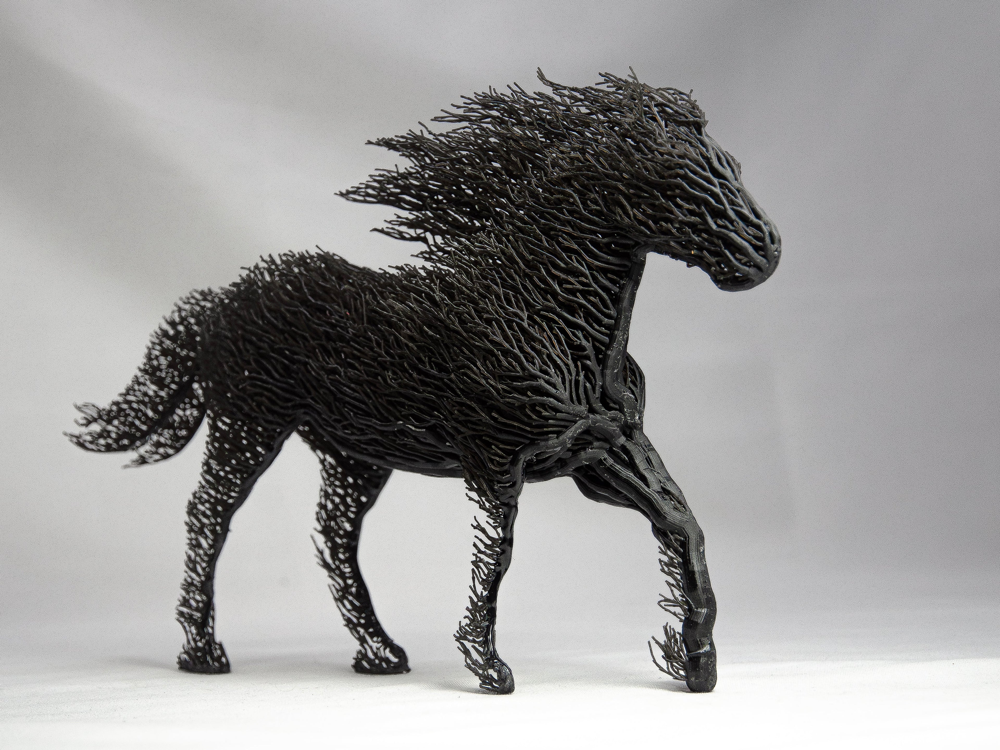 Black Grown Horse